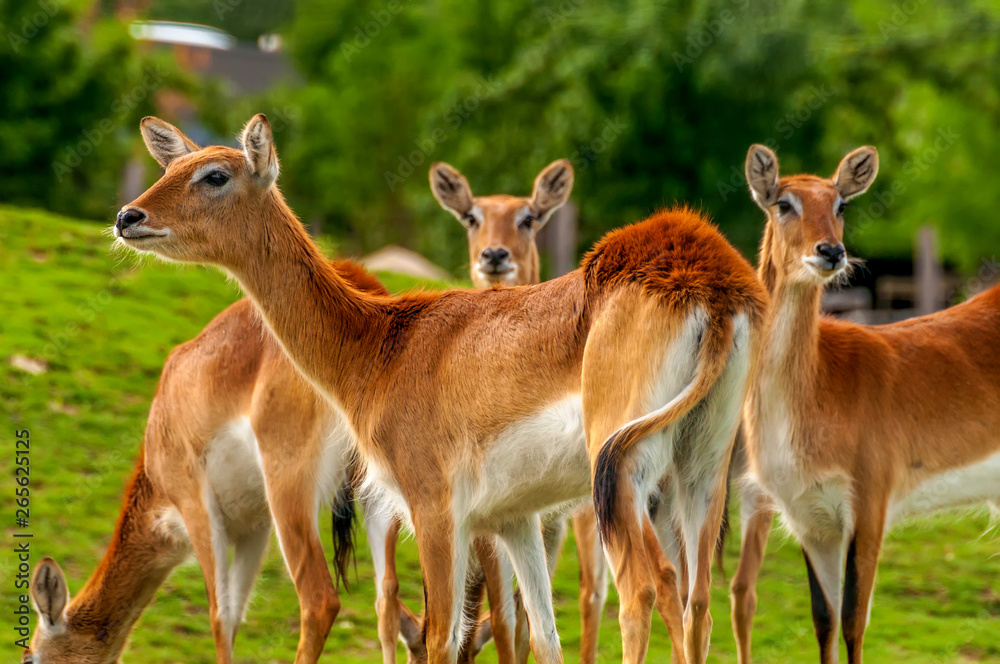 View on a group of southern lechwe in a zoo