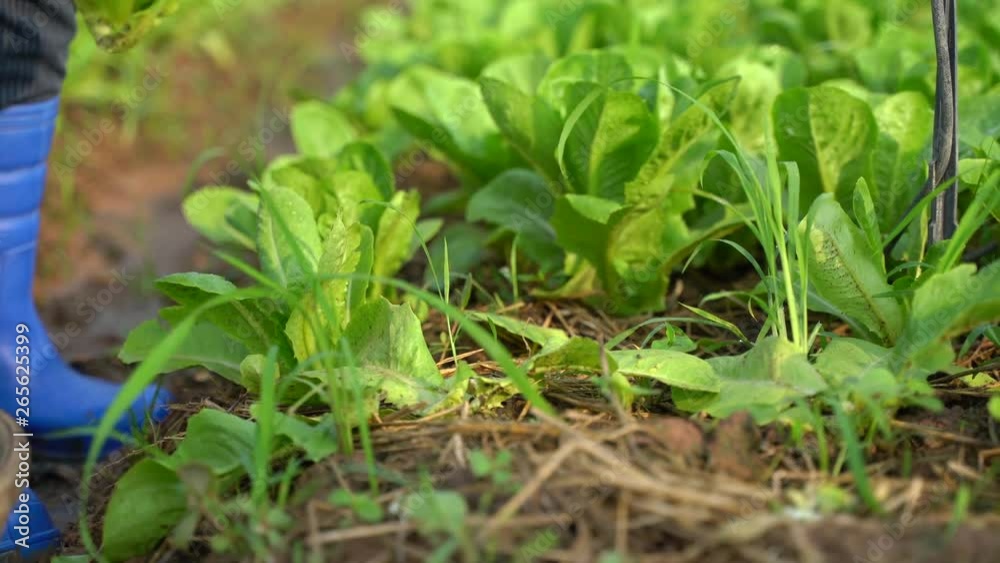 Hands picking a green cos in organic vegetable farm, collect and put in the basket Hands picking a green cos in organic vegetable farm, collect and put in the basket