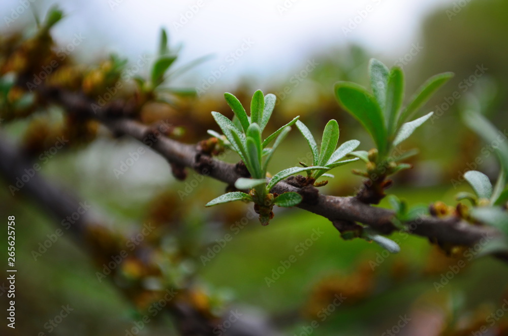 Branch with leaves and small flowers of sea buckthorn Branch with leaves and small flowers of sea buckthorn