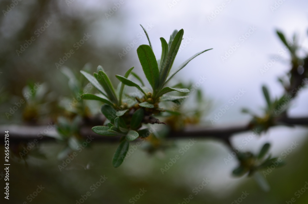 Branch with leaves and small flowers of sea buckthorn Branch with leaves and small flowers of sea buckthorn