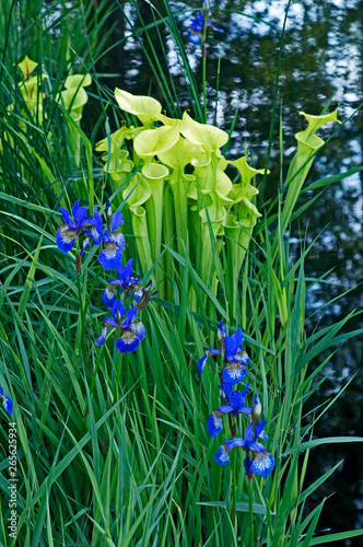 A close up of a water garden celebrating one of the world s fragile habitats with carnivorous plants