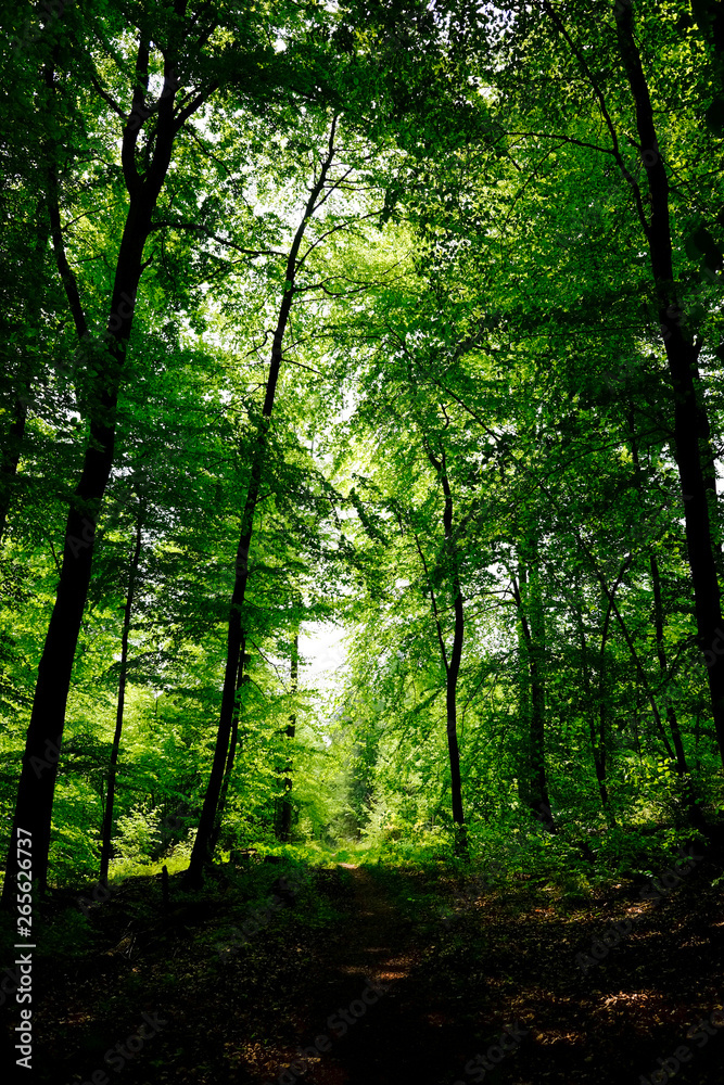 Wald Wald