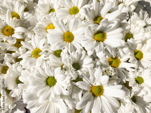 daisy flowers on garden in spring