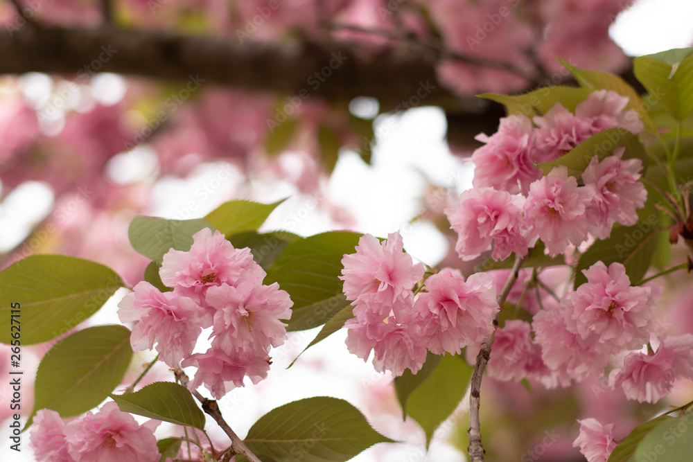 Obraz premium Blooming sakura