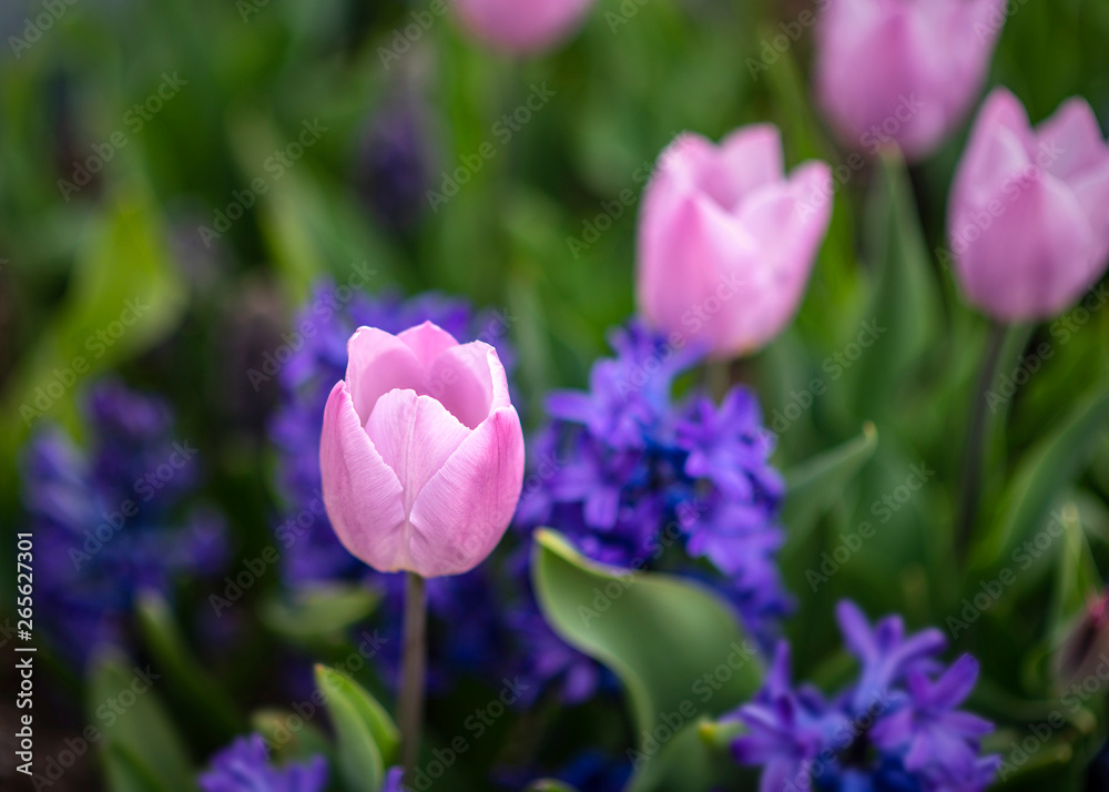 purple tulip flowers in the garden