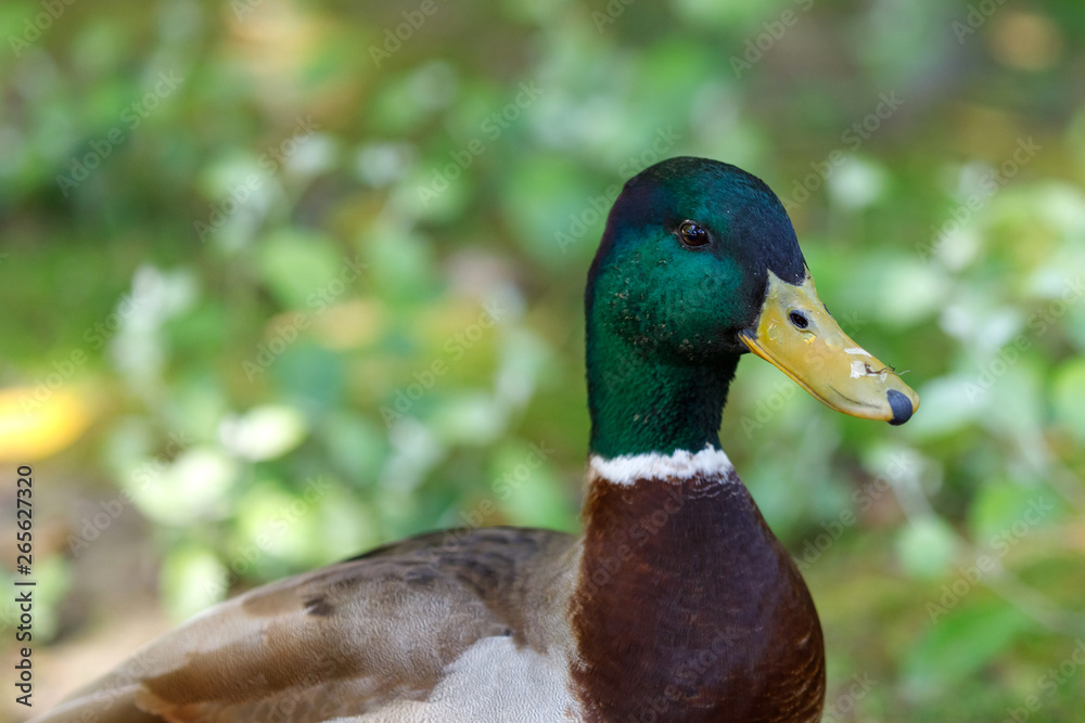 Fototapeta premium Beautiful duck walking in a park