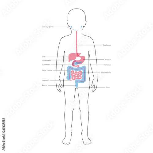 Human internal organs vector