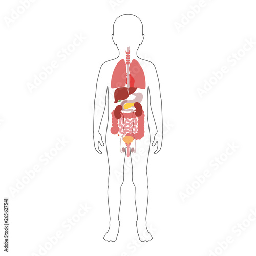 Human internal organs vector