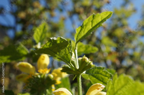 gelbe Taubnessel,Unkraut,Lamium galeobdolon, Gewöhnliche Goldnessel photo