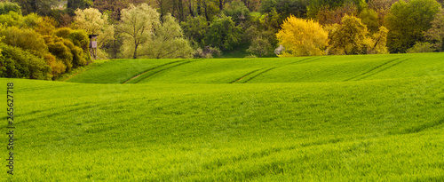 Uprawa pszenicy , pofalowane pola pod lasem. Wiejskie tereny, Bawaria, Niemcy.