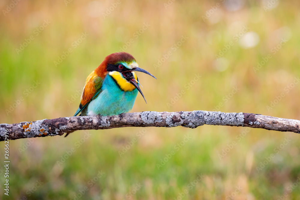 Fototapeta premium Bee-eater regurgitating a pellets