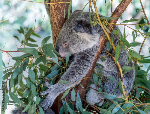 Canvas Print Beautiful koala seen while grabbing leaves of a tree to eat, Western Australia