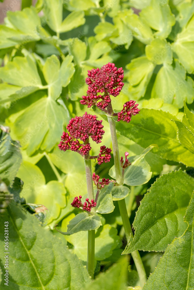 Pretty and delicate red spring flowers. Pretty and delicate red spring flowers.