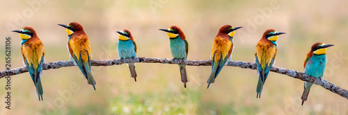 Meeting of four bee-eaters photo