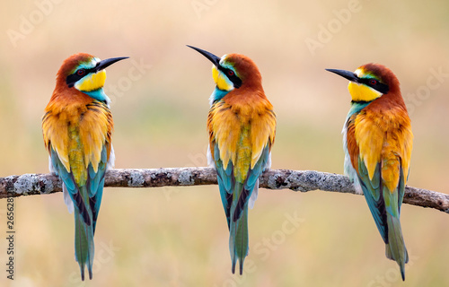 Meeting of four bee-eaters