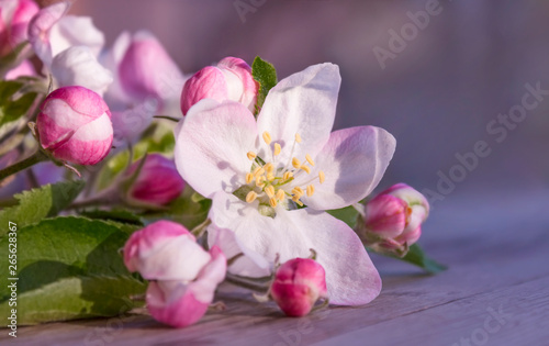 Soft pink flowers of apple tree lie on a wooden gray table on a blurred purple and pink background. Beautiful spring bokeh backdrop.