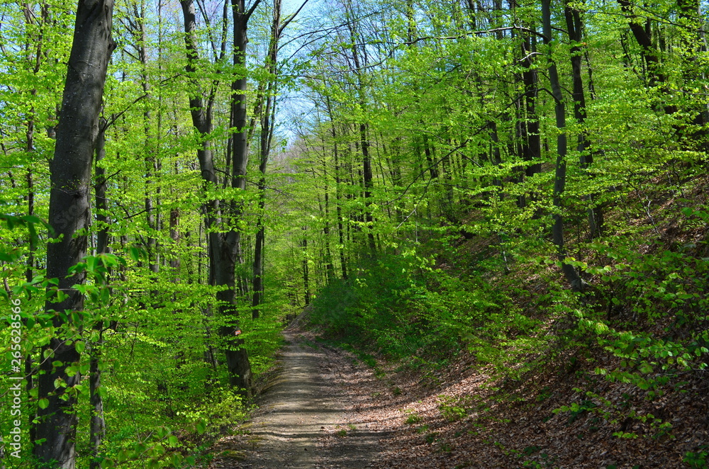Fototapeta premium Spring beech forest with fresh light green foliage