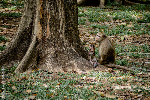 baby monkey under mother protection. The monkey family with shaggy orange fur and human like expression