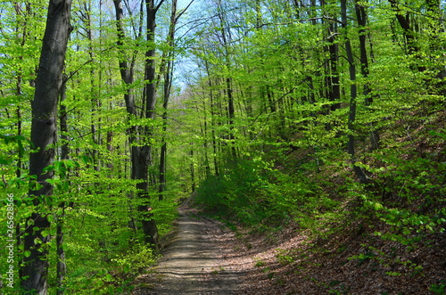 Fototapeta Naklejka Na Ścianę i Meble -  Spring beech forest with fresh light green foliage