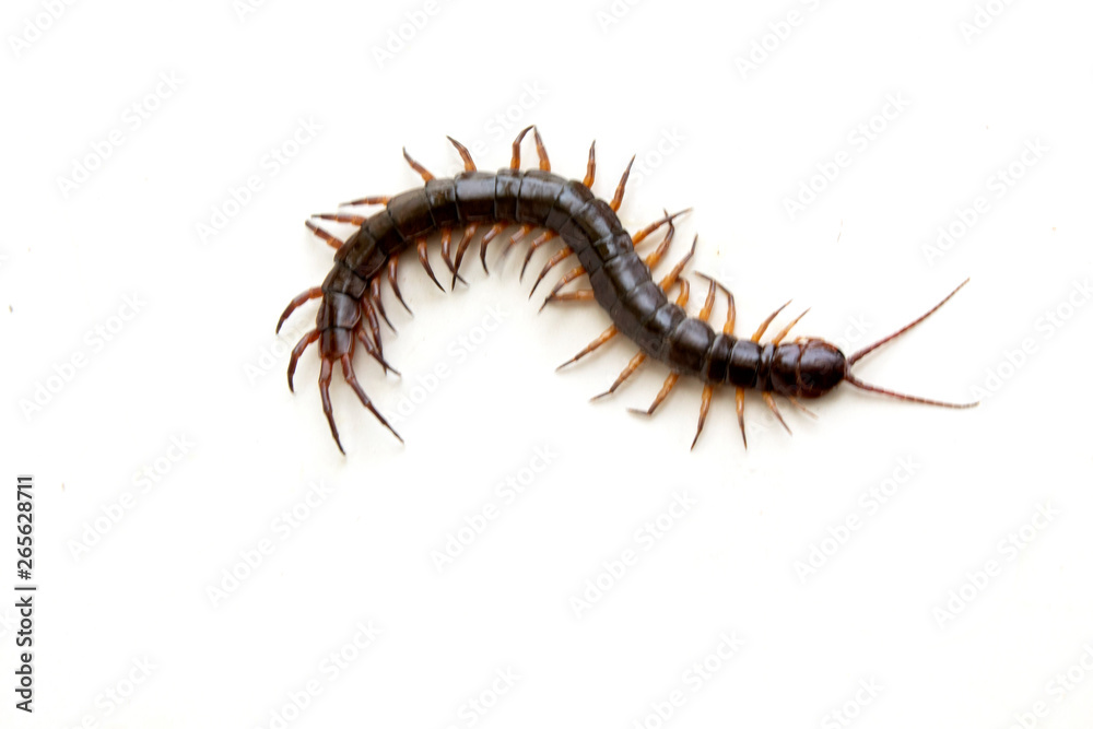 cenitipede isolated on white background ,creepy head cenitipede isolated on white background ,creepy head