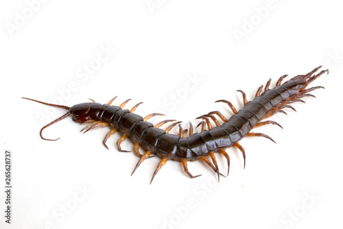 cenitipede isolated on white background ,creepy head
