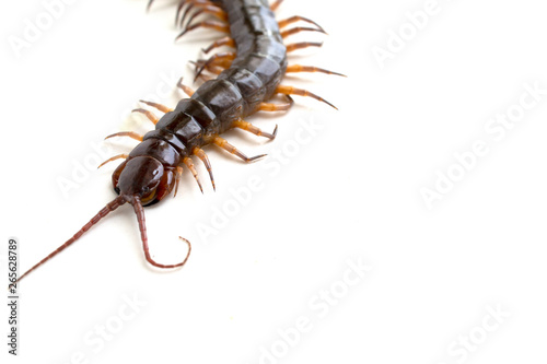 cenitipede isolated on white background ,creepy head