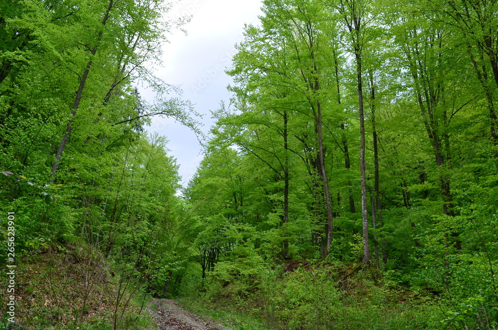 Spring beech forest with fresh light green foliage Spring beech forest with fresh light green foliage