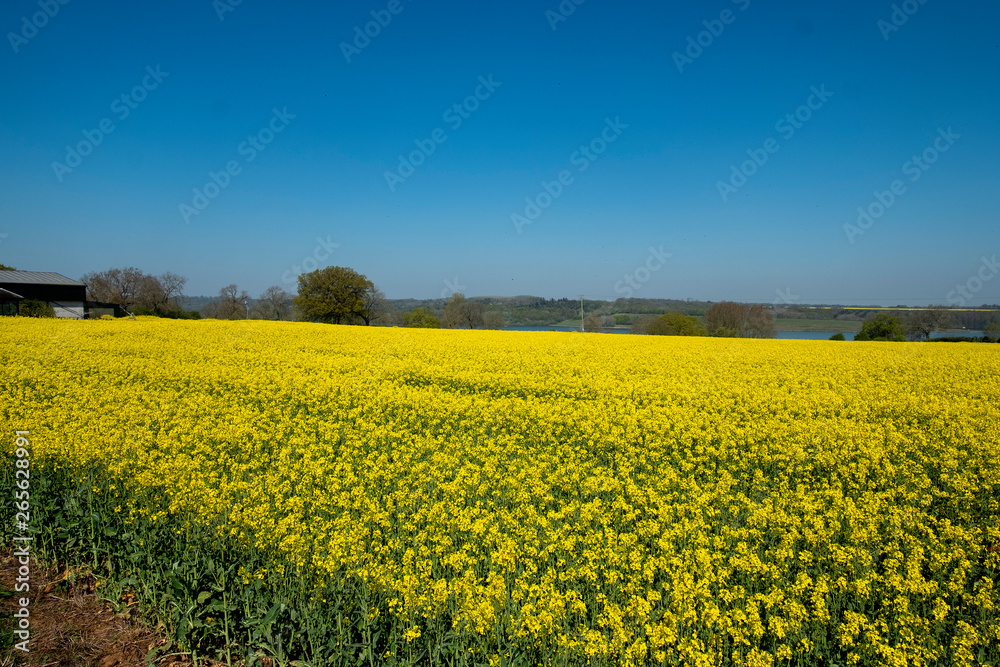 Beautiful landscape of canola seed farm during blooming season in spring.
