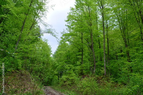 Spring beech forest with fresh light green foliage