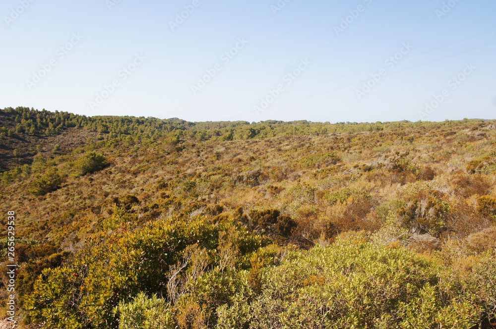Summer steppe mountain landscape with dry yellow green bushes trees and grass under the scorching sun and blues sky.