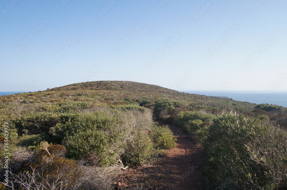 Summer steppe mountain landscape with dry yellow green bushes trees and grass under the scorching sun and blues sky. Summer steppe mountain landscape with dry yellow green bushes trees and grass under the scorching sun and blues sky.