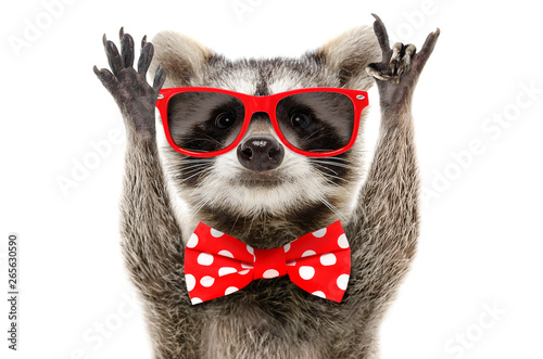 Portrait of a funny raccoon in sunglasses and in bow showing a rock gesture photo