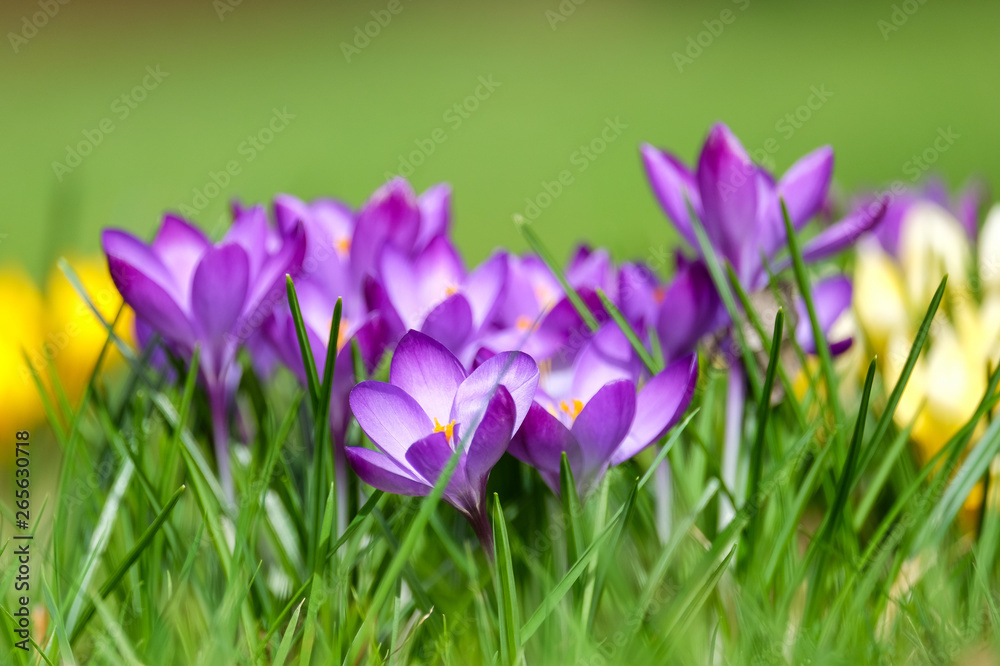 Leuchtende Krokusse Leuchtende Krokusse