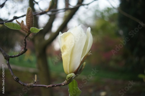 acuminata x M.xsoulangiana,Yellow Lantern,Magnolia,USA