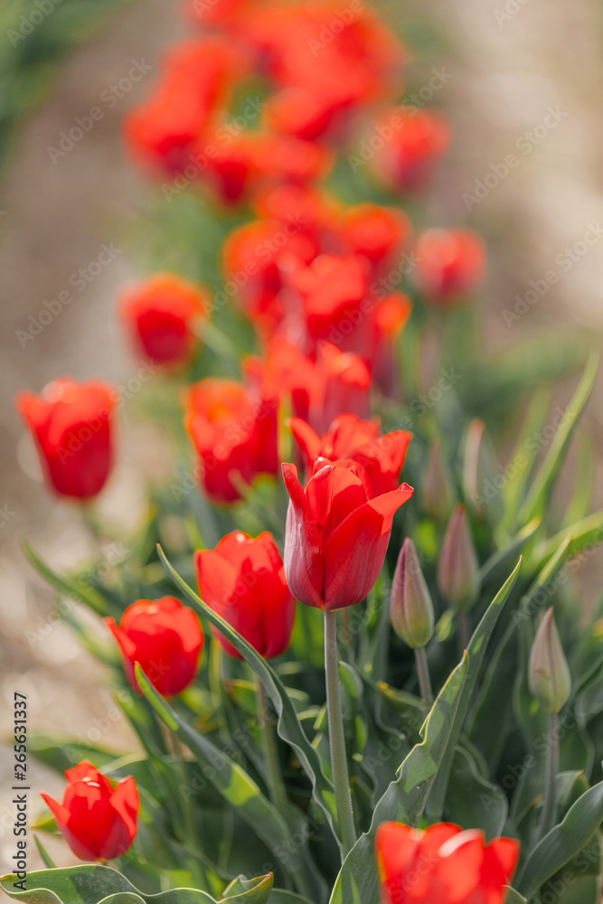 tulips field agriculture holland