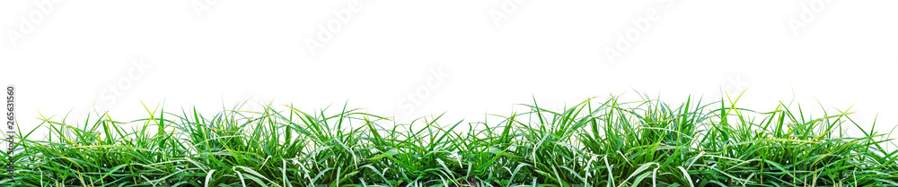 Fototapeta premium zielona trawa na białym tle