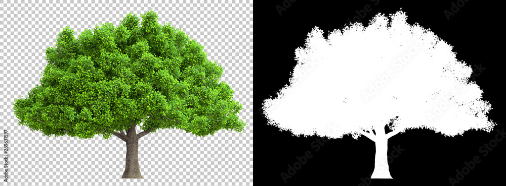 Fototapeta drzewo z wysokimi szczegółowymi liśćmi ze ścieżką przycinającą i kanałem alfa