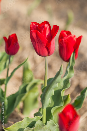 tulips field agriculture holland