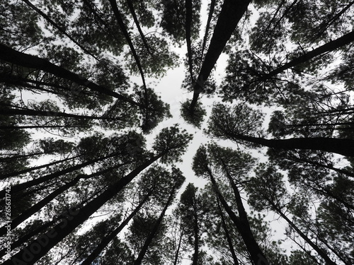 Crown shyness in pine forest 