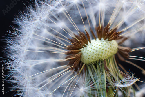 Close up of dandelion and seeds on black background