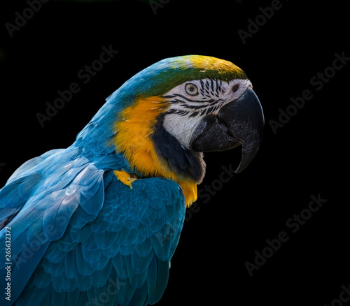 Parrot isolated on a black background 
