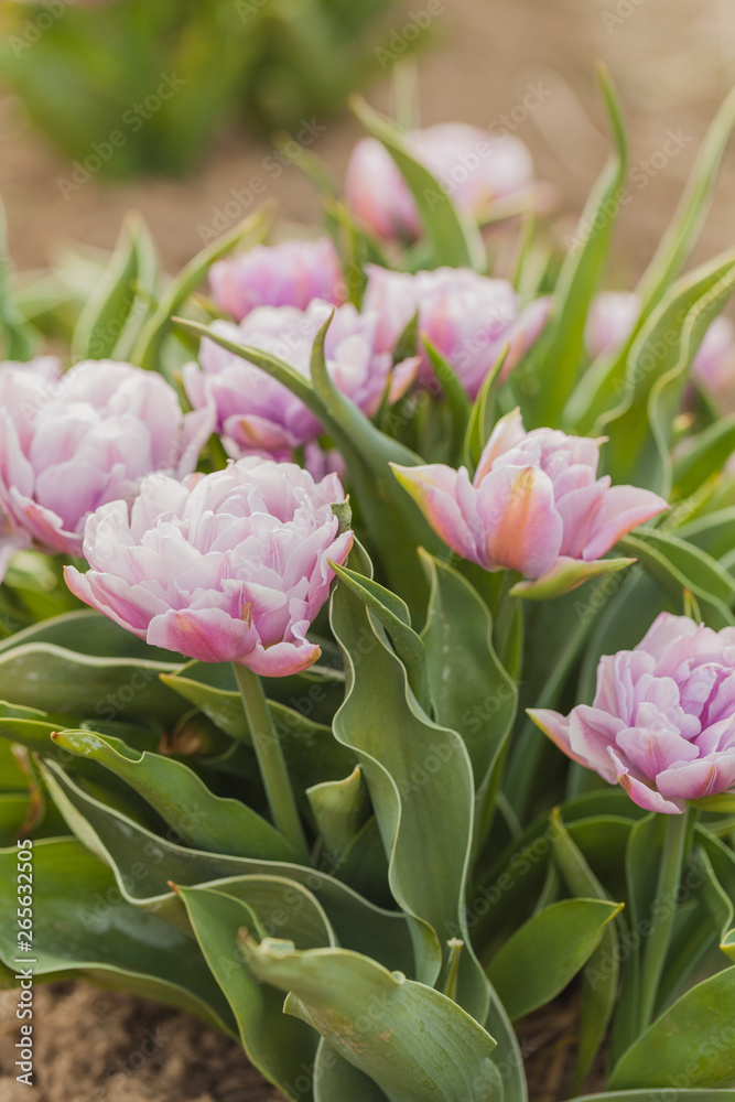 tulips field agriculture holland