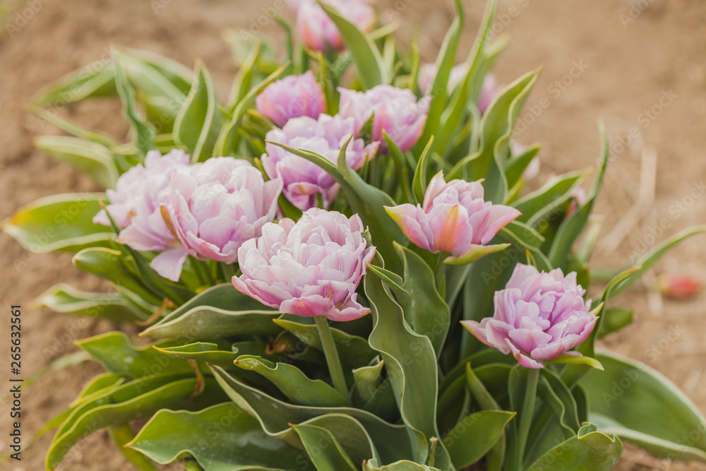 Obraz premium tulips field agriculture holland