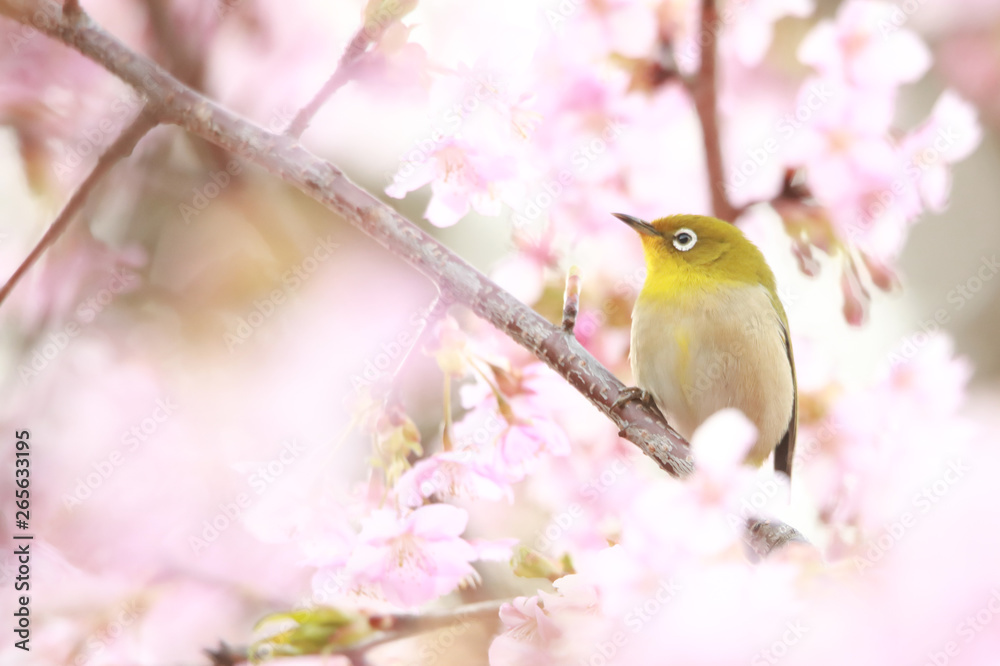 メジロと桜