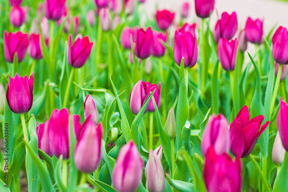 Beautiful pink tulips on a flowerbed in a city park. Landscape design in the city