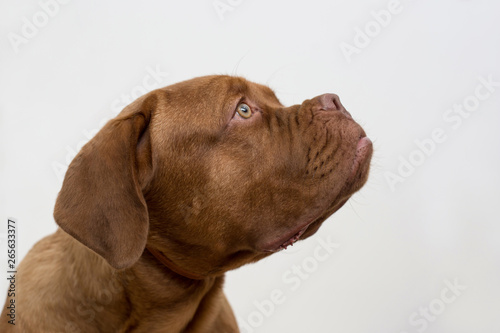 Cute french mastiff puppy isolated on a white background. Bordeaux mastiff or bordeauxdog. Five month old. © tikhomirovsergey