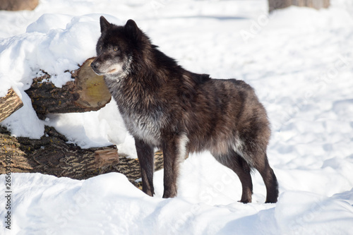 Black canadian wolf is standing on a white snow. Canis lupus pambasileus.