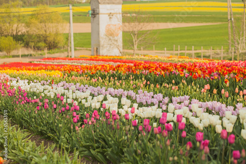 tulips field agriculture holland