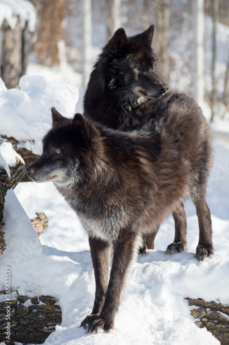 Two black canadian wolves are standing on the white snow. Canis lupus pambasileus.