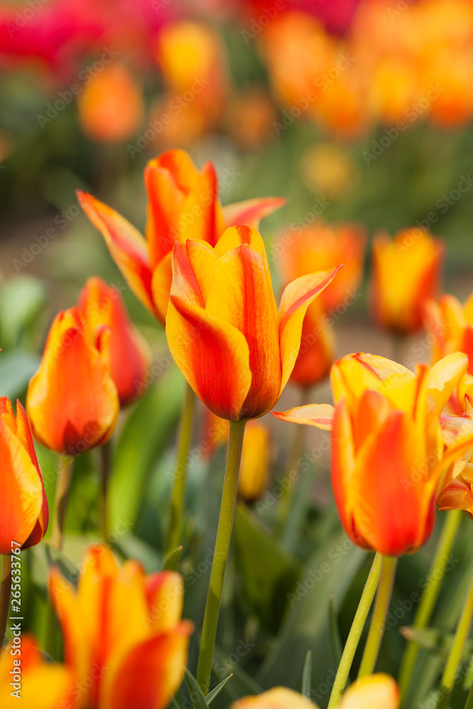 tulips field agriculture holland tulips field agriculture holland